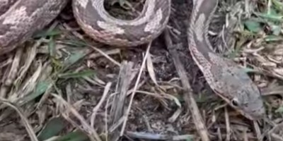 Columbia snake